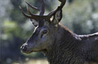 cerf29sept